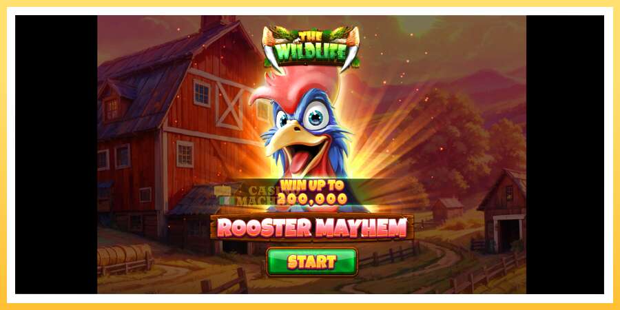 Rooster Mayhem: ပိုက်ဆံအတွက်ကစား, ပုံ 1