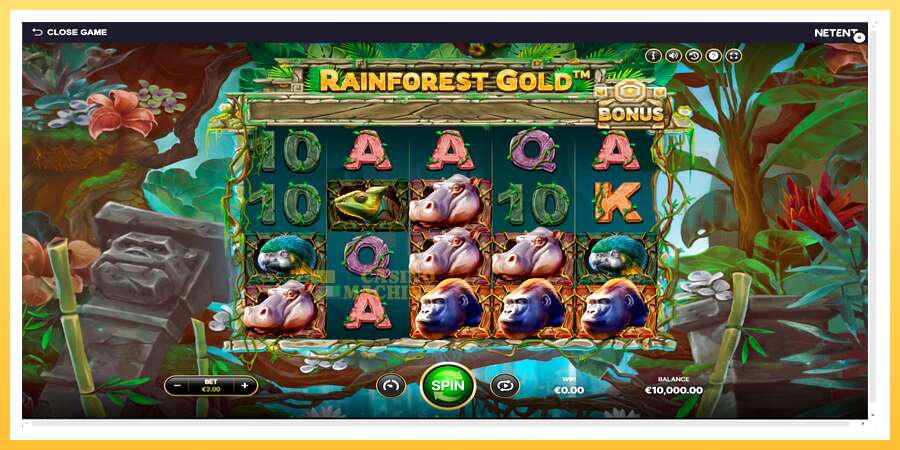 Rainforest Gold: ပိုက်ဆံအတွက်ကစား, ပုံ 1