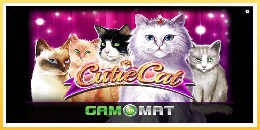 Cutie Cat: ပိုက်ဆံအတွက်ကစား, ပုံ 1